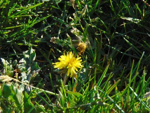 Bee on a dandelion flower 写真素材