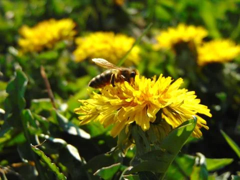 Bee on a dandelion flower 写真素材