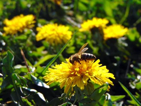 Bee on a dandelion flower Фото