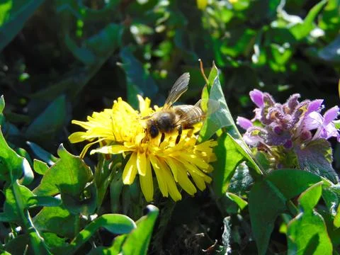 Bee on a dandelion flower Stockfoto's