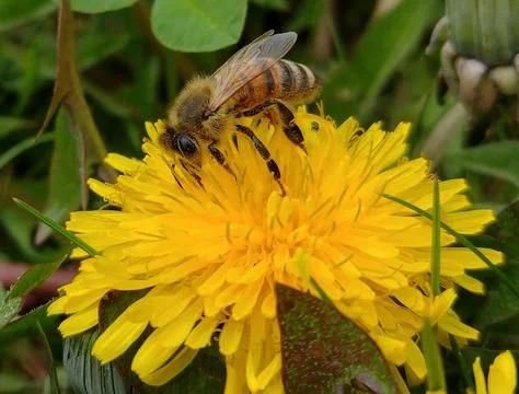 Bee on a dandelion flower Stock Photos