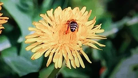 Bee on dandelion flower Stock Photos