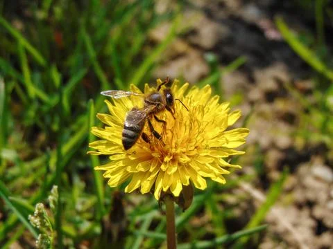 Bee on a dandelion flower in the spring. In Maramures, Romania 写真素材