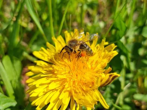 Bee on a dandelion flower in the spring Stock-Fotos