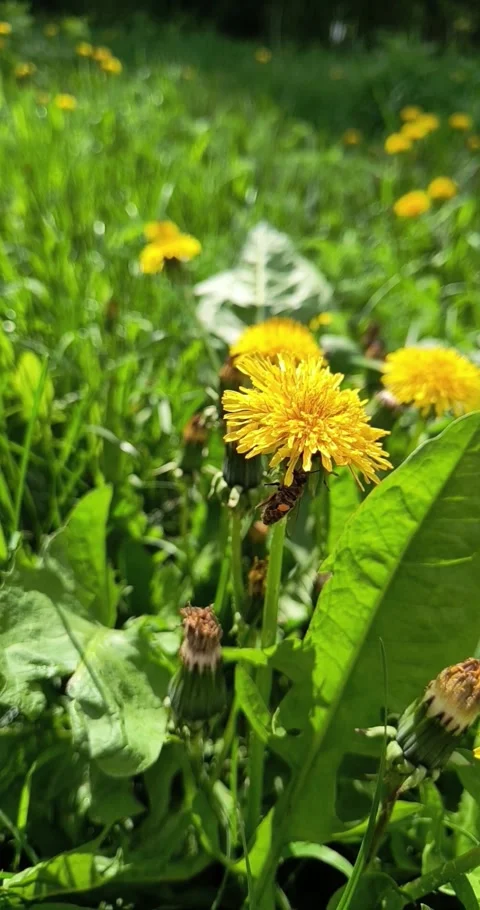 Bee on dandelion flower in sunny meadow Stock Footage 295060403