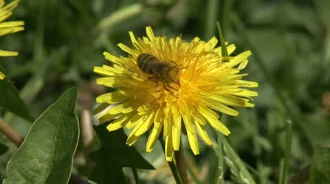 Bee on  a dandelion fly Stock Footage 10775452