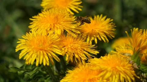 Bee dandelion flying Stock-Footage 273698731