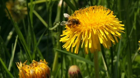 Bee on dandelion  Stock Footage 665121