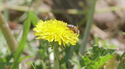 Bee on Dandelion Stock Footage 685757
