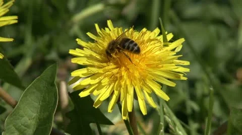 Bee on  a dandelion Video stock 10775439