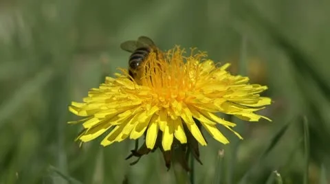 Bee on  a dandelion Video stock 10775440