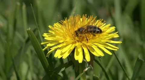 Bee on  a dandelion Stock Footage 10775455