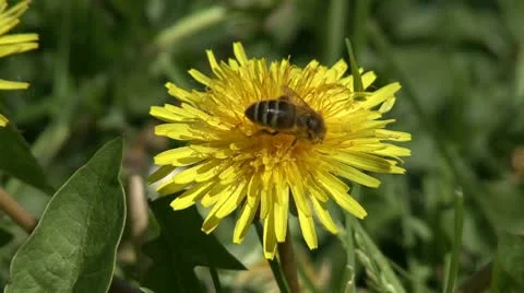 Bee on  a dandelion Stock-Footage 10775457