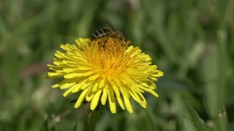 Bee on a dandelion Stock-Footage 10775474