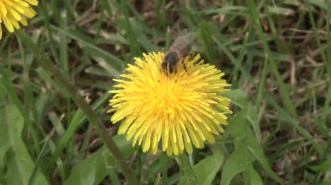 Bee on dandelion Vidéo 37048510