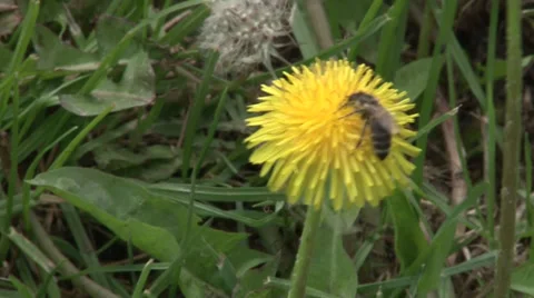 Bee on dandelion Video stock 37049035