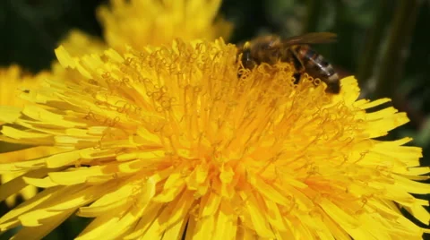 Bee on a dandelion. Stockbeeldmateriaal 40728252