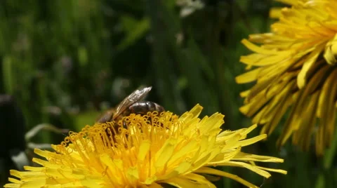 Bee on a dandelion. Stockbeeldmateriaal 40728253