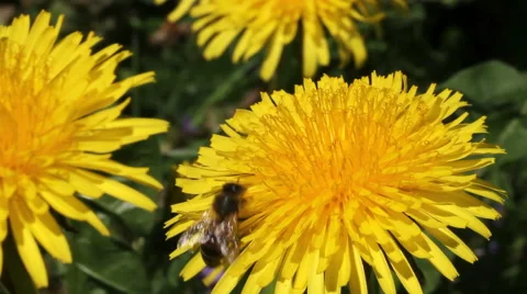 Bee on a dandelion. Stockbeeldmateriaal 40728257