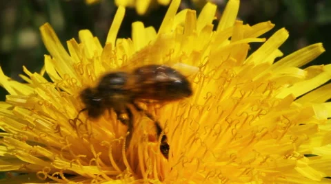 Bee on a dandelion. Stockbeeldmateriaal 40728262