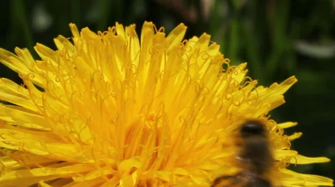 Bee on a dandelion. Stockbeeldmateriaal 40728270