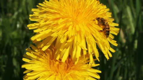 Bee on a dandelion. Stockbeeldmateriaal 40728278