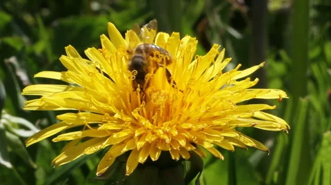Bee on a dandelion. Stockbeeldmateriaal 40728284