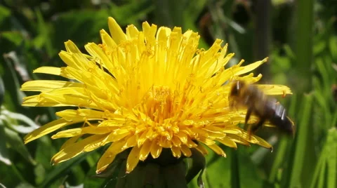 Bee on a dandelion. Stockbeeldmateriaal 40728294