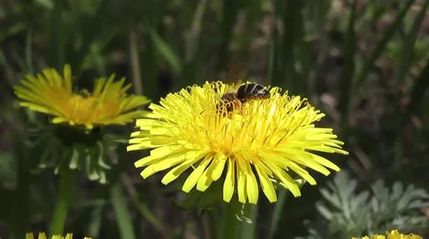 Bee on dandelion Video stock 45093634