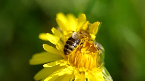 Bee on dandelion Stock Footage 49722531