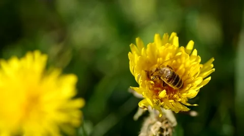 Bee on dandelion Stock Footage 49722561