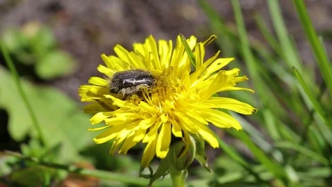 Bee on a dandelion Stock Footage 75055555