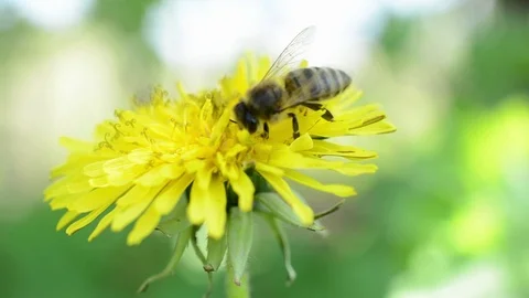 Bee on dandelion Video stock 75069195