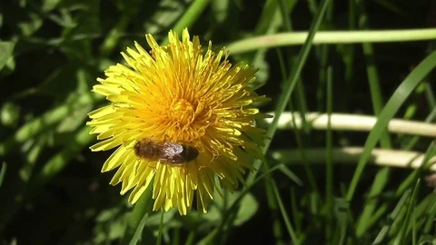 The bee on a dandelion Stock-Footage 82267341