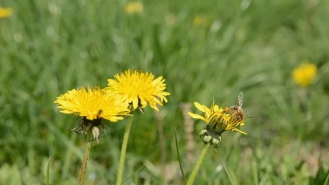 Bee on dandelion Stock Footage 113485229