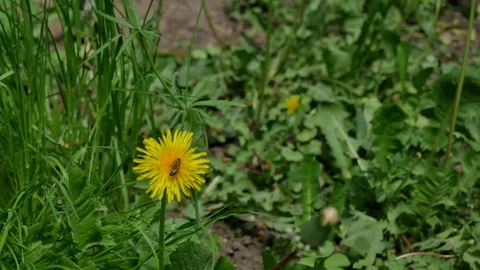 Bee on a dandelion. Stock Footage 117097953