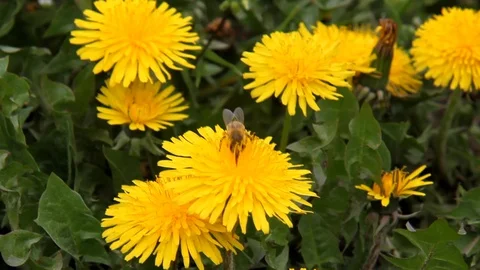 Bee on dandelion Stock Footage 129100117