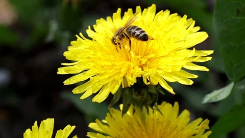 Bee on dandelion Stock Footage 130065005