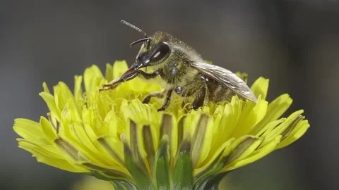Bee On Dandelion Stockbeeldmateriaal 157328661
