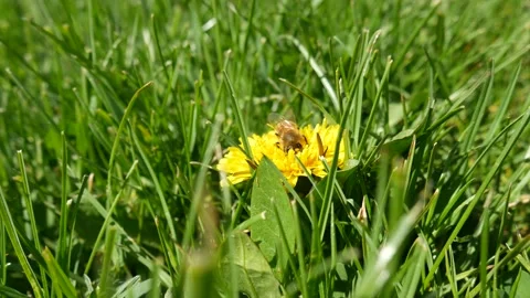 Bee on Dandelion Stock Footage 213796579