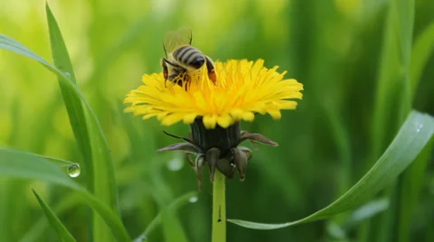 Bee Dandelion Grass Close UP Stock Footage 37841196