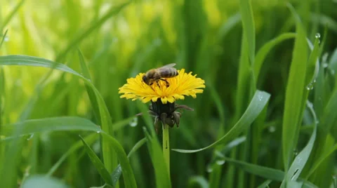 Bee Dandelion Grass Stock Footage 37841168