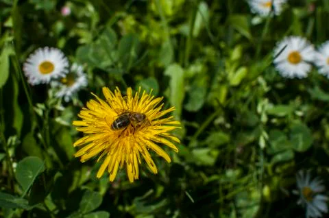 Bee on dandelion head Stock Photos