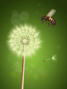 Bee on dandelion Stock Illustration