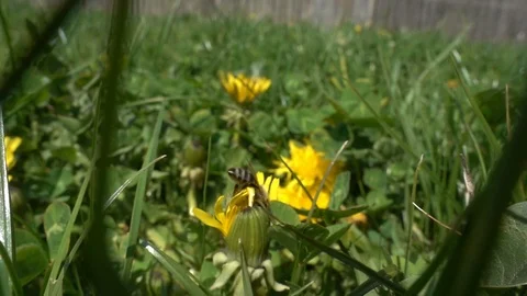 Bee on a dandelion looking for polen slow motion Stock Footage 114801412