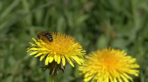 Bee on  a dandelion low Stock Footage 10775468