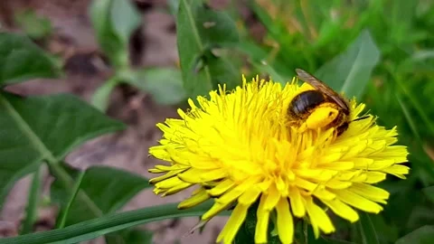 Bee-dandelion-macro-video-09 스톡 동영상 343767465
