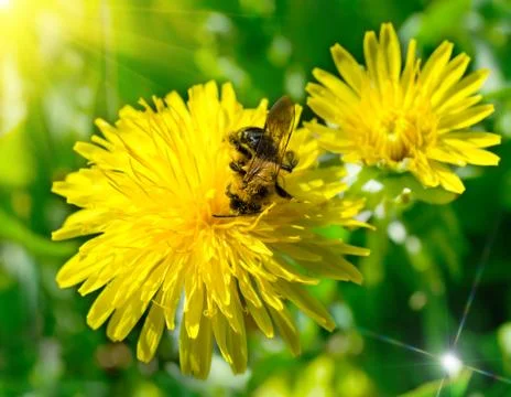 Bee on dandelion Stock Photos