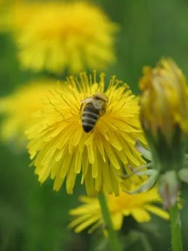 Bee on dandelion Stock Photos