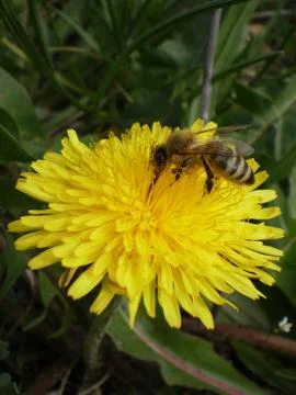 Bee on dandelion. Stock Photos